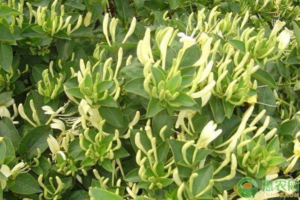 金银花老桩怎么种植和管理？-图片版权归惠农网所有