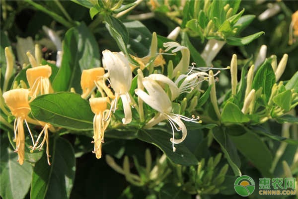 金银花老桩怎么种植和管理？-图片版权归惠农网所有