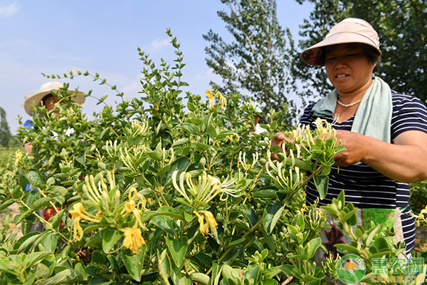 金银花老桩怎么种植和管理？-图片版权归惠农网所有