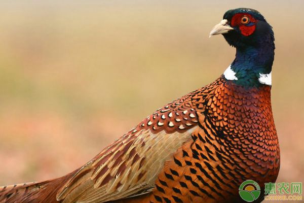 雉鸡新城疫、巴氏杆菌病、大肠杆菌病等疾病防治技术-图片版权归惠农网所有