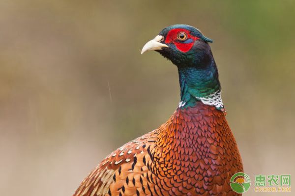 雉鸡新城疫、巴氏杆菌病、大肠杆菌病等疾病防治技术-图片版权归惠农网所有