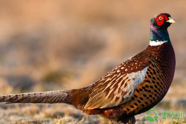 雉鸡新城疫、巴氏杆菌病、大肠杆菌病等疾病防治技术-图片版权归惠农网所有