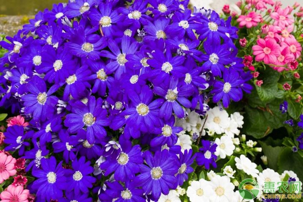 瓜叶菊叶子发黄是怎么回事？要如何防治？-图片版权归惠农网所有