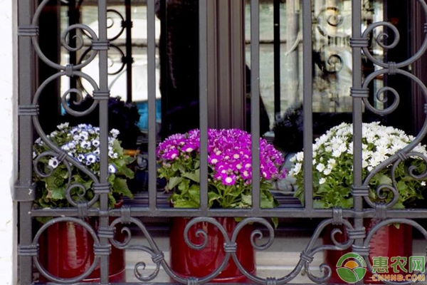 瓜叶菊叶子发黄是怎么回事？要如何防治？-图片版权归惠农网所有