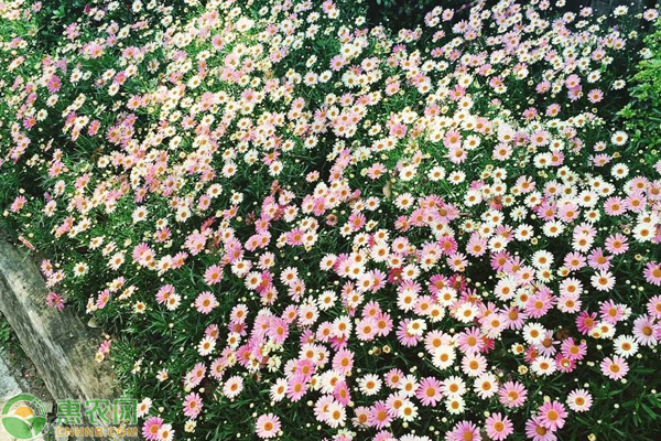 在家如何种植小雏菊？-图片版权归惠农网所有