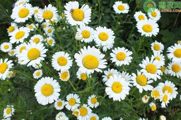 在家如何种植小雏菊？-图片版权归惠农网所有