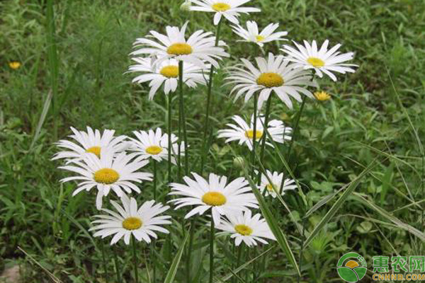 在家如何种植小雏菊？-图片版权归惠农网所有