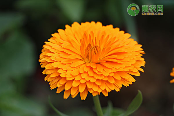 菊花播种需注意哪些要点？-图片版权归惠农网所有