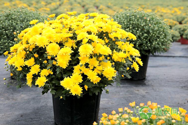 菊花播种需注意哪些要点？-图片版权归惠农网所有