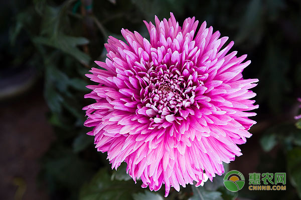 菊花播种需注意哪些要点？-图片版权归惠农网所有