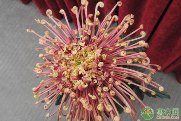 盆景盘龙菊栽培技术及养护要点-图片版权归惠农网所有