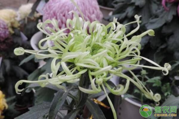 盆景盘龙菊栽培技术及养护要点-图片版权归惠农网所有