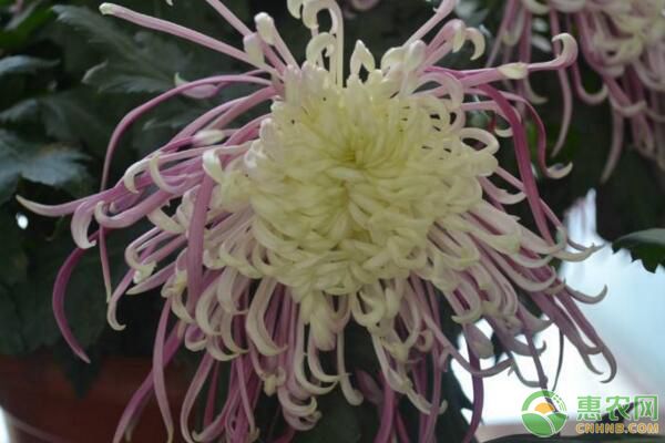 盆景盘龙菊栽培技术及养护要点-图片版权归惠农网所有