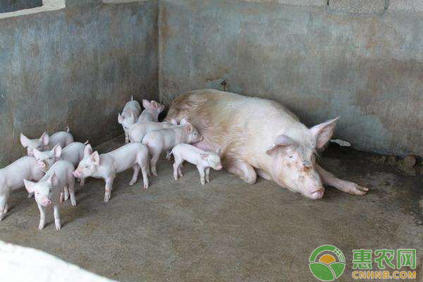 仔猪腹泻如何防治？仔猪腹泻的防治技术分析-图片版权归惠农网所有