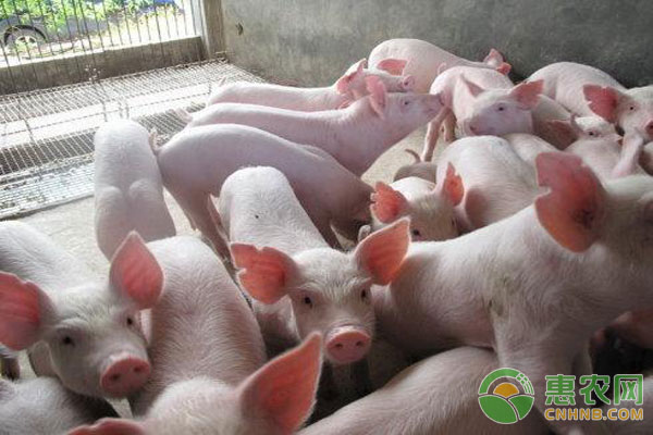 仔猪腹泻如何防治？仔猪腹泻的防治技术分析-图片版权归惠农网所有