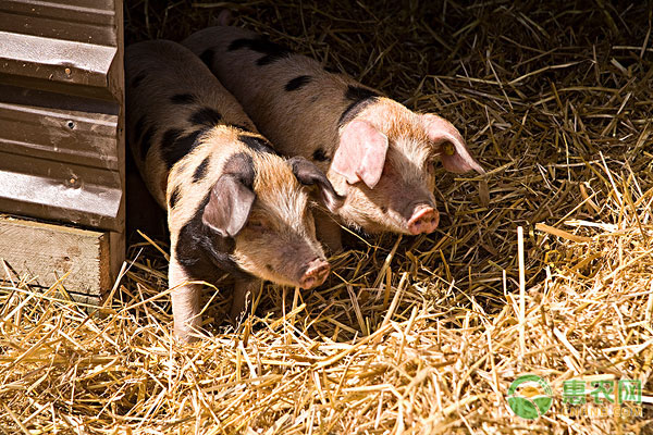 仔猪初春腹泻的原因及防治措施-图片版权归惠农网所有