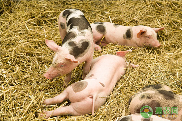 仔猪初春腹泻的原因及防治措施-图片版权归惠农网所有