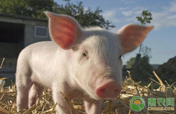 有这9点特征的仔猪很可能带病！带病仔猪的主要特征-图片版权归惠农网所有