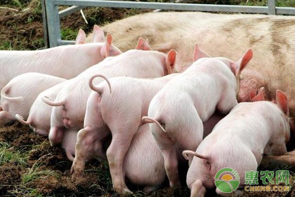 有这9点特征的仔猪很可能带病！带病仔猪的主要特征-图片版权归惠农网所有