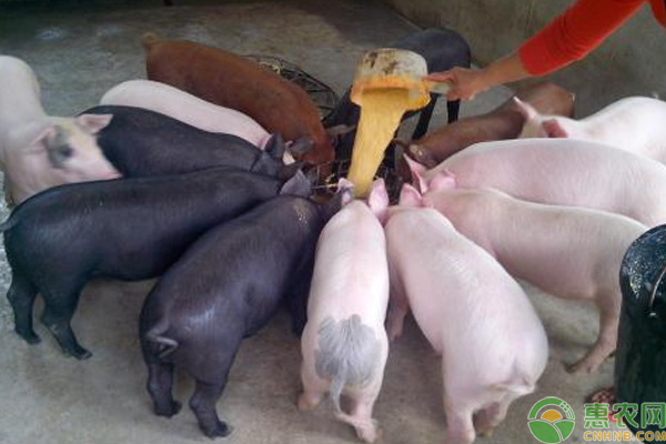 仔猪腹泻怎么办？浅谈仔猪腹泻的原因及防治方法-图片版权归惠农网所有