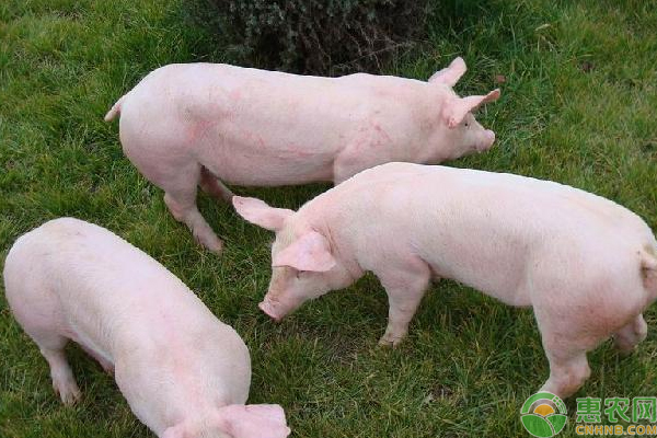 仔猪腹泻怎么办？浅谈仔猪腹泻的原因及防治方法-图片版权归惠农网所有