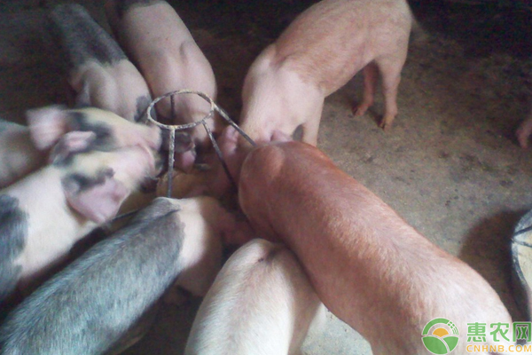 仔猪腹泻怎么办？浅谈仔猪腹泻的原因及防治方法-图片版权归惠农网所有