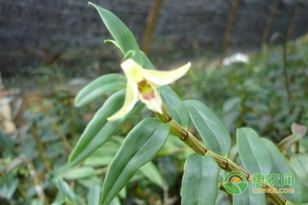 种植技巧.在家种植铁皮石斛的方法-图片版权归惠农网所有