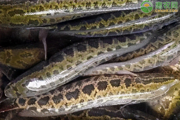 黑鱼养殖技术全过程-图片版权归惠农网所有