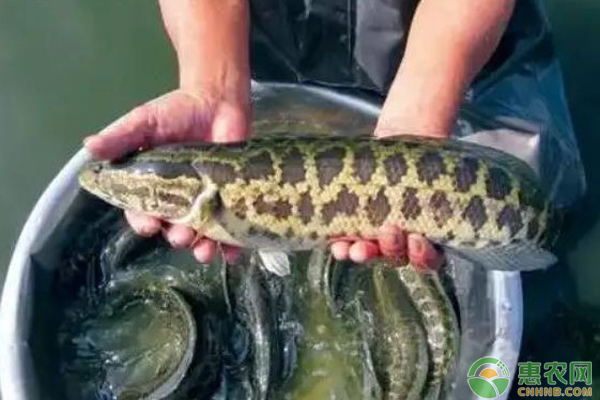 黑鱼养殖技术全过程-图片版权归惠农网所有