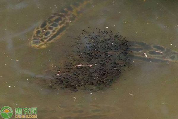 黑鱼养殖技术全过程-图片版权归惠农网所有