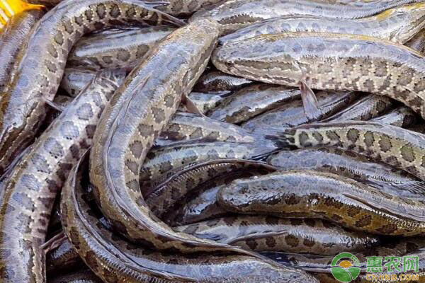 黑鱼要怎么养？黑鱼养殖四大要点-图片版权归惠农网所有