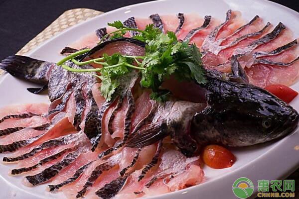 黑鱼要怎么养？黑鱼养殖四大要点-图片版权归惠农网所有