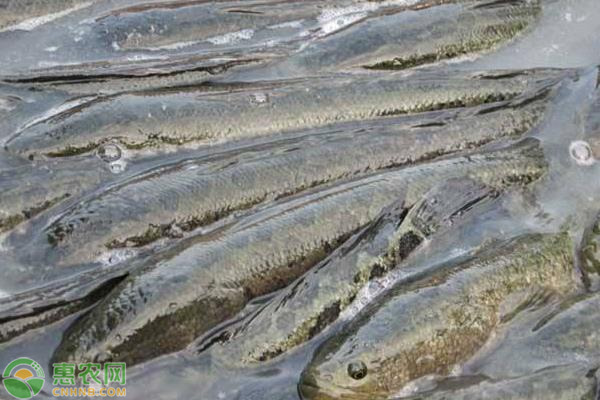 黑鱼不喂能活多久？黑鱼应该怎么养殖？-图片版权归惠农网所有