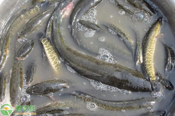 黑鱼不喂能活多久？黑鱼应该怎么养殖？-图片版权归惠农网所有