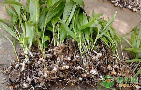 白芨的栽培时间-图片版权归惠农网所有