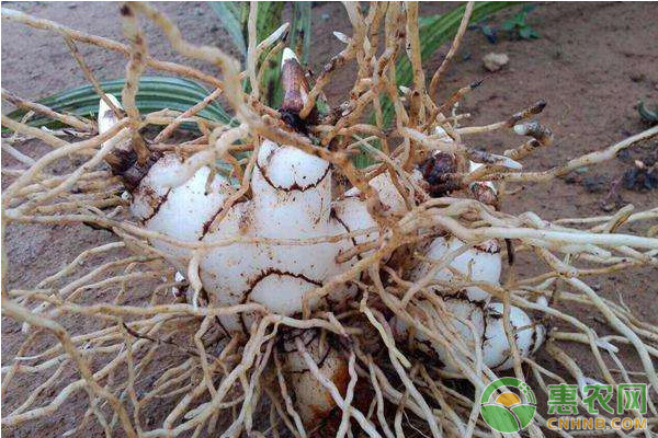 白芨快速繁殖栽培技术要点-图片版权归惠农网所有