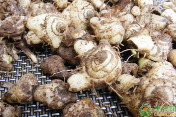 白芨的栽培条件是什么？-图片版权归惠农网所有