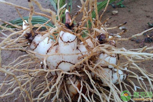 白芨种植技术分享-图片版权归惠农网所有