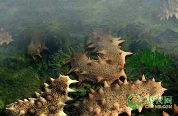 刺参怎么繁殖？刺参人工授精与孵化技术-图片版权归惠农网所有