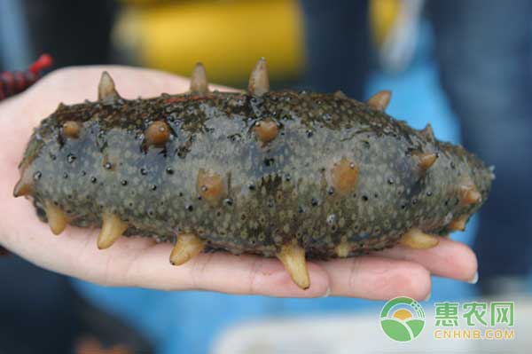 刺参怎么繁殖？刺参人工授精与孵化技术-图片版权归惠农网所有