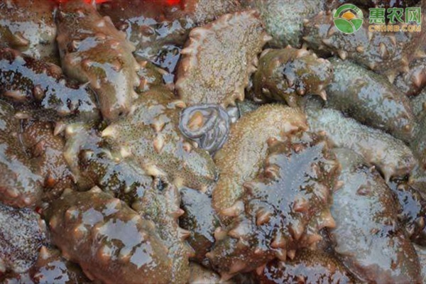 刺参池塘夏季养殖技术要点-图片版权归惠农网所有