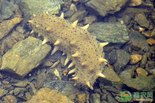 刺参池塘夏季养殖技术要点-图片版权归惠农网所有