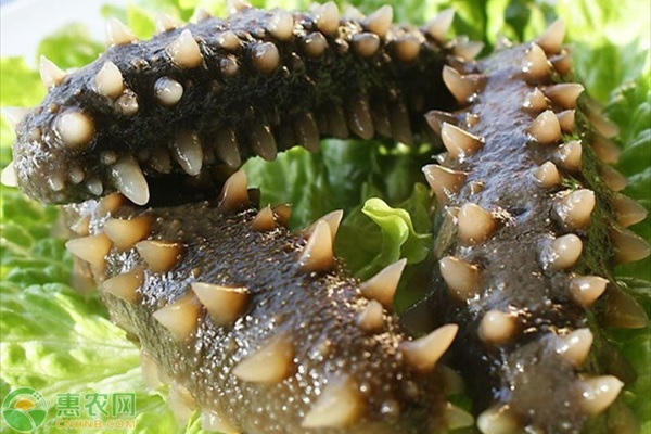 刺参池塘夏季养殖技术要点-图片版权归惠农网所有