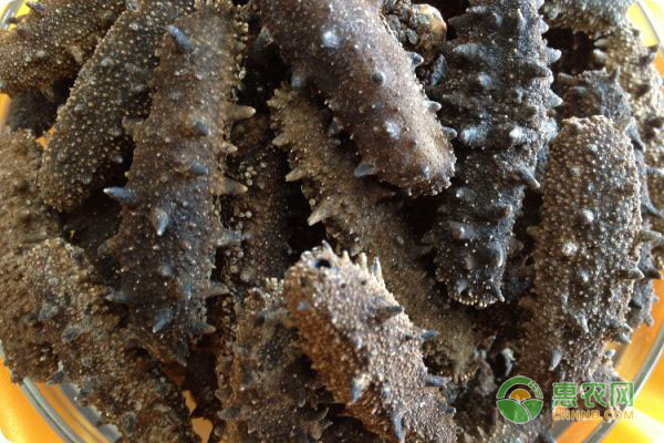 夏季高温期刺参增养殖技术要点-图片版权归惠农网所有