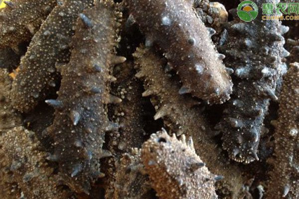 夏季高温期刺参增养殖技术要点-图片版权归惠农网所有