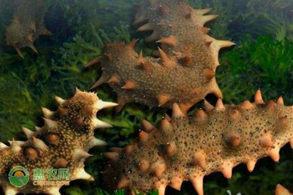 夏季高温期刺参增养殖技术要点-图片版权归惠农网所有