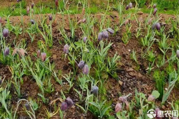 川贝母栽培方法-图片版权归惠农网所有