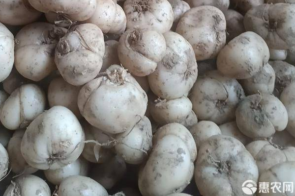 川贝母栽培方法-图片版权归惠农网所有