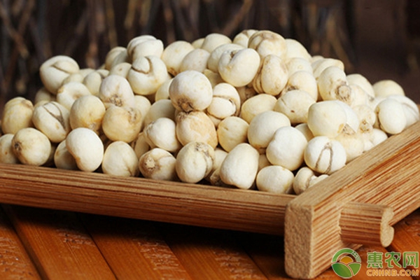 川贝母、藁本间作立体种植技术详解-图片版权归惠农网所有