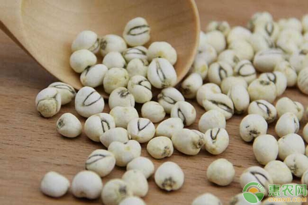 川贝母、藁本间作立体种植技术详解-图片版权归惠农网所有